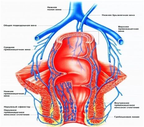 Анатомия геморроидальных узлов